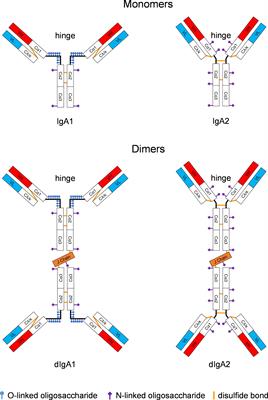 Cooperation Between Systemic IgG1 and Mucosal Dimeric IgA2 Monoclonal Anti-HIV Env Antibodies: Passive Immunization Protects Indian Rhesus Macaques Against Mucosal SHIV Challenges